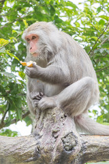 Naklejka na ściany i meble Formosan macaques eat banana(taiwan monkey) 