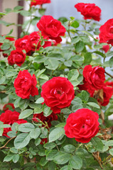 blossoming rose bush near window on wall