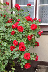 blossoming rose bush near window on wall