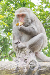 Formosan macaques eat banana(taiwan monkey)
