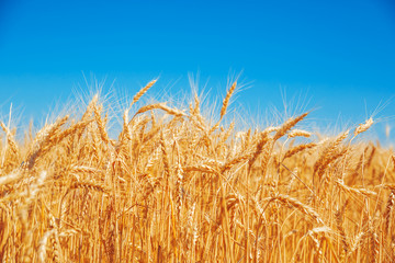 Gold wheat field and blue sky