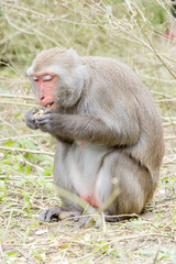 Formosan macaques eat banana(taiwan monkey)
