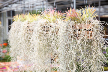 Air plant. Tillandsia (Spanish moss).