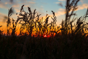Dry spare of grass in sunset dawn. Soft focus