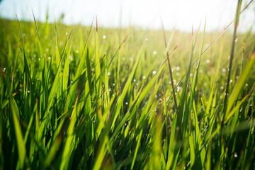 Obraz premium Fresh green grass with water drops on the background of sunlight beams. Soft focus