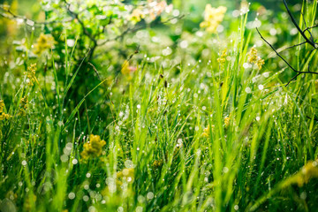 Fototapeta na wymiar Fresh green grass with water drops on the background of sunlight beams. Soft focus