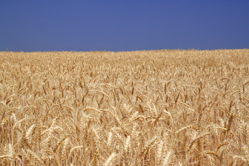 Pre-harvest wheat field landscape with blue sky
