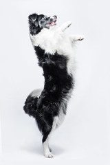 Portrait of a Border Collie on a grey background, rearing up