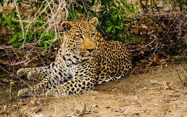 Fototapeta na wymiar Male Leopard alert but resting