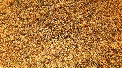 Rye field, aerial view