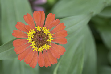 Orange  zinnia bloom beautiful