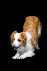 Red border collie isolated on black