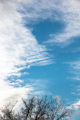 dry branch of old tree under blue sky and clouds
