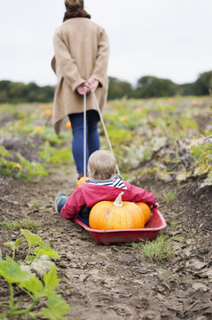 A woman towing a small red sledge with a child and a load of pumpkins, 