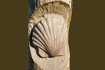 Jakobsmuschel in einen Holzstamm geschnitzt