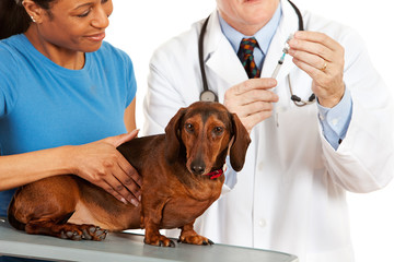 Veterinarian: Dacshund Waiting for Vaccination