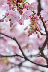 Obraz premium 桜の開花イメージ