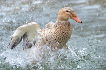 badende Ente