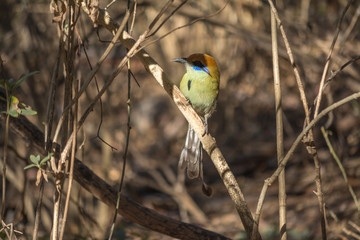 Pájaro péndulo en su acostumbrada pose.
