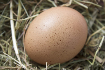 Organic brown egg