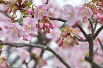 Obraz na płótnie Canvas 桜の開花イメージ