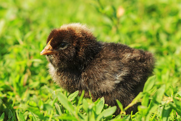 black chick in the green grass