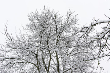 Fototapeta na wymiar snowy treetop apple