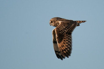 Sumpfohreule (Asio flammeus)