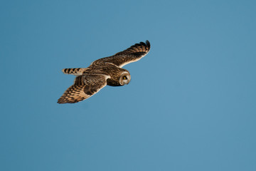 Sumpfohreule (Asio flammeus)