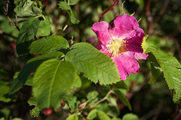 pink flower (wild rose)