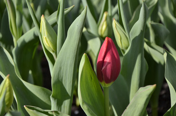 Only one red tulip between green leafs