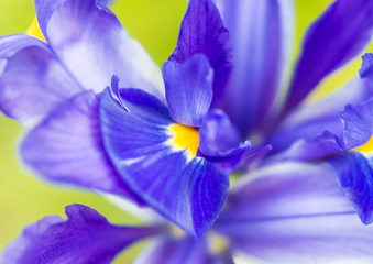 Obraz premium Blue Iris