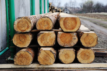 sawn logs stacked in rows