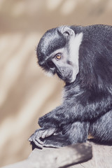 Singe cercopithèque