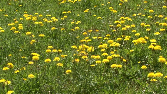 Meadow in Spring yellow flowers