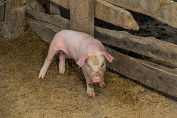 Pigs are brought together for a walk in a wood enclosure.