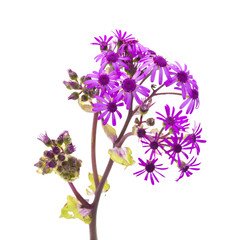 Obraz premium Pericallis webbii isolated on white