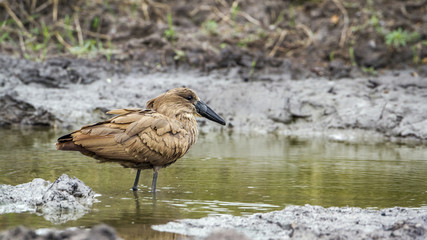 Hamerkop in Kruger National park, South Africa