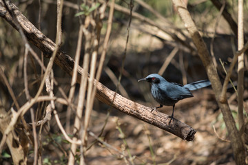 El pájaro azul se dispone a tomar el alimento.