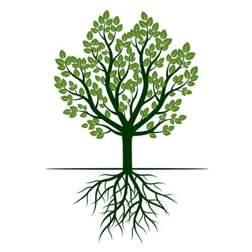 Green tree and Roots. Vector Illustration.