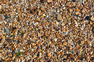Wet sea shells and small pebbles on a beach