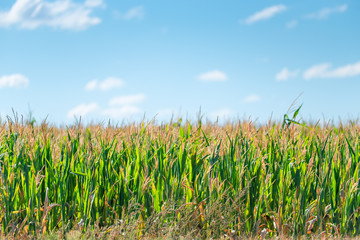 Fototapeta premium green corn growing in a field on a sunny summer day