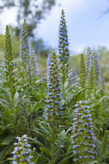Flora of Gran Canaria - Echium callithyrsum