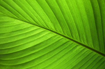 Close-up of green leaf abstract nature