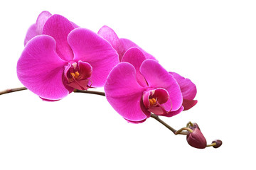 Fototapeta na wymiar Pink orchid isolated on a white background