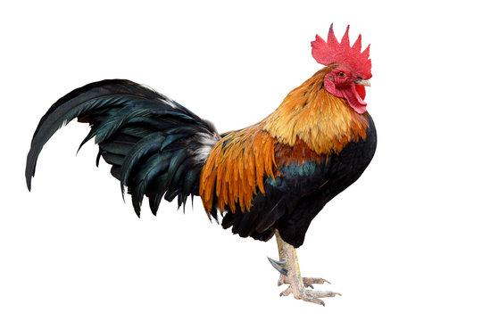 chicken bantam Rooster isolated on white background  Die cutting