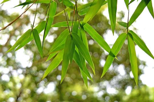 beautiful green bamboo leaves  in a jungle background closeup