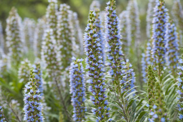 Obraz premium Flora of Gran Canaria - Echium callithyrsum