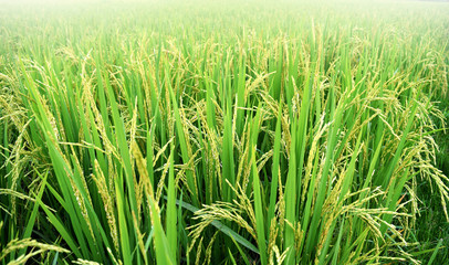 paddy rice plant in rice field , thailand