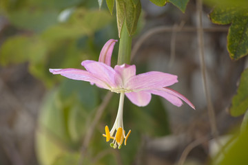 Pink flower of Passiflora tarminiana